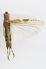 CollectionObject 1478514; 4b71498c-344d-4b6c-8731-ac5209ef0dbf: female, dorsal view (paratype). (CollectionObject).