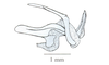 Eusitalces vittatus Bruner, 1911: Fig. 6F. phallic complex without epiphallus, lateral view. (Otu).