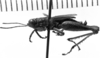 CollectionObject 1530387; 944faa33-60c9-4b4a-9413-3af98eb14b67: Image Carbonell, C.S. male, lateral view (holotype). (CollectionObject).