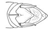 Aleuas vitticollis Stål, 1878: Fig. 26A. male abdomen tip, dorsal view. (Otu).