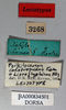 CollectionObject 1501056; 0674c0dd-043a-40d5-b6e2-803411b76061: labels (lectotype). (CollectionObject).