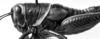 CollectionObject 1501147; 7399fed1-9acd-40c3-9b68-5fa7dff6c661, DORSA BA000582S01: Image Carbonell, C.S. female head and pronotum, lateral view (holotype). (CollectionObject).