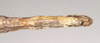 CollectionObject 1560499; NHMUK(SF IMPORT DUPLICATE) 845031, b7a4693e-b682-4524-86ad-f6d681aeedb5: copyright Natural History Museum, London. female: end of abdomen, ventral view (holotype). (CollectionObject).