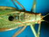 CollectionObject 1500704; 63d20315-c333-43f0-bbbc-aba4c7d4d45b: male head and pronotum, dorsal view (holotype). (CollectionObject).