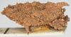 CollectionObject 1577239; 24341da9-fa97-4d82-9c84-52eaefbe6c89: female, lateral view. (CollectionObject).