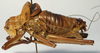 CollectionObject 1520806; 7d75b36a-7497-422a-95cd-14a5ff2f7771: male, lateral view (paratype). (CollectionObject).