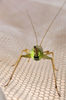 2018. female, caudal view (Zhejiang, Baishanzu). Depicts Oecanthus longicauda Matsumura, 1904, an Otu.