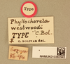 CollectionObject 1518109; 5a89cda0-551b-448e-8817-21a2ffb9994b, NHMUK010362943: labels (holotype). (CollectionObject).