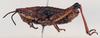 CollectionObject 1518432; 4ec4834d-2f03-4927-88a3-3cb979026207: female, lateral view (lectotype of Monistria lacrimans). (CollectionObject).