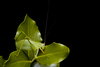 CollectionObject 2323308; 3f0ff033-2e09-4ff7-b8e4-89c0b428851c: Male. (CollectionObject).