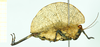 CollectionObject 1584422; c118463e-e7da-4a2d-a8e5-1d1bb2fa6b8f: male, lateral view. (CollectionObject).