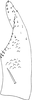Subgenital plate, ventral view on Eupteryx (Eupteryx) artemisiae (Kirschbaum, 1868): Subgenital plate. (Observation).