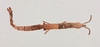 CollectionObject 2052028; NHMUK015982261, 316e2c82-113d-4b60-8588-7b2d50567c3c: female, dorsal view (paralectotype). (CollectionObject).