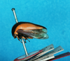 Habitus, lateral view on Darnis latior Fowler, 1894: (Observation).