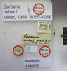 CollectionObject 1594752; f3875a3c-503f-4173-ae33-e0254841b099: Barberia risbeci. Holotype. (BMNH) - (CC BY-NC 4.0) Photo by Stuart Cole, reproduced with permission from the Natural History Museum, London, UK. (CollectionObject).