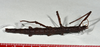 copyright CMNZ, Christchurch. female, dorsal view (holotype). Depicts CollectionObject 1560393; 6996e378-7637-4bcc-a243-4d44f603cf9e, a CollectionObject.