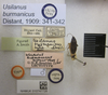 CollectionObject 1593389; 2284799d-adba-43ef-a59b-152e4a879ec0: Usilanus burmanicus. Lectotype. (BMNH) - (CC BY-NC 4.0) Photo by Stuart Cole, reproduced with permission from the Natural History Museum, London, UK. (CollectionObject).