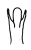 Aedeagus, posterior view on Polana (Culumana) parvula (DeLong, 1984) now Polana (Culumana) parvula (DeLong, 1984): Male: apical portion of aedeagus, posterior view. (Observation).