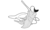 Deinacris picta picta Amédégnato & Descamps, 1979: Fig. 135. phallic complex, lateral view. (Otu).