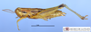 CollectionObject 1565633; MLP1011', ae594e7e-e45e-417b-b8c5-3c6776975681: female, lateral view (paratype). (CollectionObject).