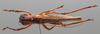 CollectionObject 2732775; 8fdbd20f-7da7-4a03-8f3e-ccd50f3e26ec: Male, habitus, dorsal view. (CollectionObject).
