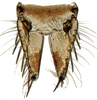 Subgenital plate: Paralimnus angusticeps, subgenital plates and valve, ventrally (INHS). (Observation).