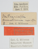 CollectionObject 1576827; 5663a596-0415-46b5-a2c1-6194da90a96d: labels (syntype). (CollectionObject).