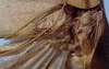 CollectionObject 1522467; 6ded5b94-2687-4840-a97a-96b0558ff781, ANSP5326: male stridulatory apparatus (holotype). (CollectionObject).