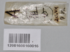 CollectionObject 1559854; NTUC 742, others barcoded, 616422ea-83f3-438c-83a2-d178842e7333: copyright NTUC. female, data (syntype). (CollectionObject).
