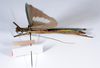 CollectionObject 1562154; 7d65faa0-ce26-449d-9f33-09a9a54ed17d: copyright ANSP. female, ventral view (holotype). (CollectionObject).