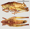 CollectionObject 1585911; 0d7dce8a-b2fd-4b37-b80d-9f18ccb39d24: female (morphotype 2), lateral (up) and dorsal (down) view. (CollectionObject).