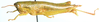 Basutacris scotti Dirsh, 1953: female, lateral view. (Otu).