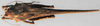 CollectionObject 1585626; c228f011-b8ec-4c8f-86c6-f09630b169c4: male, dorsal view (lectotype). (CollectionObject).
