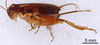 CollectionObject 1964817; 473b8d9f-b407-4bfa-94b6-d40beae9b455: Female, lateral view (paratype). (CollectionObject).