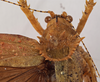 CollectionObject 1534596; 278d14e0-5e83-4854-a3ae-4ee9fe1af9ba: female pronotum, dorsal view (holotype). (CollectionObject).