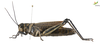 CollectionObject 1861682; 840a9030-2407-4266-9690-247eaa3354d8, Unioeste Cascavel K-0565: Female. Lateral view. (CollectionObject).