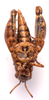CollectionObject 2627946; CNMS 18, 8bdef611-a9fc-4a78-bb72-7e16b318f0c1, CNMS 18: ventral view. male (paratype). (CollectionObject).
