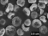 Brochosomes on Cuerna angusta Nielson, 1965: CR819 | Mexico, Nuevo Leon, 2mi N Montemorelos | 3/17/1975 | TAMU. (Observation).