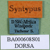 CollectionObject 1500944; 868f08be-b69d-4e3e-8fd5-9584caa2a782: labels (syntype of Symbellia stigmatica). (CollectionObject).