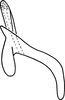 Aedeagus, lateral view: Aedeagus, lateral view. (Observation).