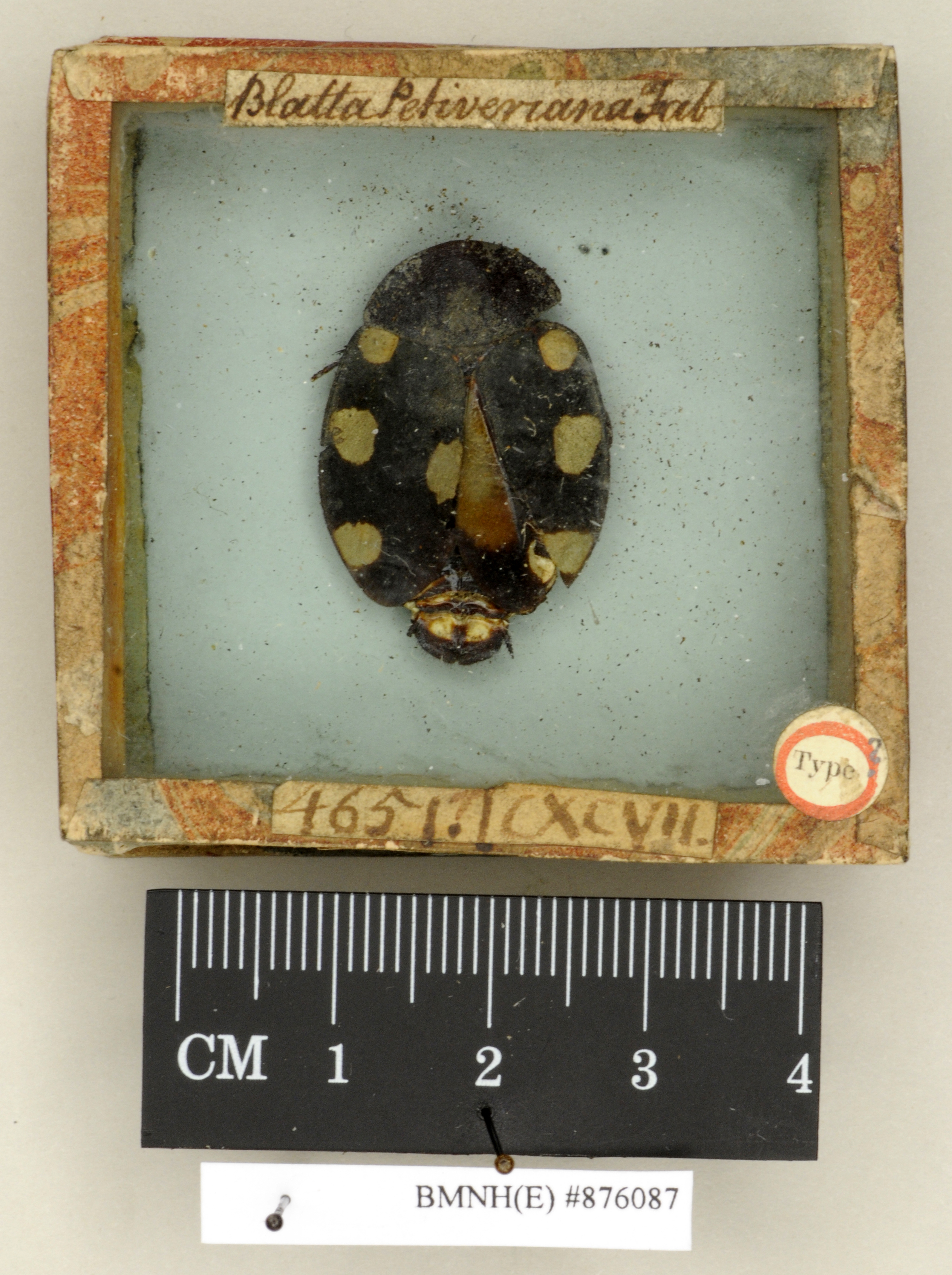 Copyright Natural History Museum, London Lectotype (adult female) in BM(NH). Dorsal view Depicts Therea petiveriana (Linnaeus, 1758), an Otu.