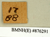 CollectionObject 1573026; ea4fd743-8850-48cf-bff3-1f059c4daaef: Copyright Natural History Museum, London. Labels from non-type (adult female) in BM(NH). (CollectionObject).
