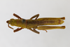 CollectionObject 1523774; 6130182b-7801-41bb-90c0-6edd1e3d4897: male, dorsal view (holotype). (CollectionObject).