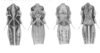 Aulocara elliotti (Thomas, 1870): Fig. 68. pattern variation. (Otu).