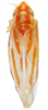 Habitus, dorsal view on Erythridula apta (Beamer, 1935): Habitus (KSEM collection). (Observation).