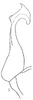 Aedeagus, lateral view: G. stelliger expansa, aedeagus, laterally. (Observation).