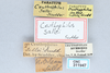 CollectionObject 2741439; 77c562c4-dfd1-49c7-b19f-80e8d77af314, CNCI 311947: (CollectionObject).