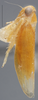 Habitus, lateral view: !! display not done !! on Alebra rubrafrons DeLong, 1918: Lateral. (Observation).