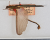 CollectionObject 1560956; USNM(SF IMPORT DUPLICATE) 7347, 4694a9f3-df5d-4c96-bbbc-33bf272a8dd3: copyright USNM, Washington. male Stratocles multilineatus (holotype). (CollectionObject).
