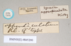 CollectionObject 1561799; 0020be0e-957d-4152-8b3b-2acb91febdf1: copyright Natural History Museum, London. female, data labels (neotype). (CollectionObject).